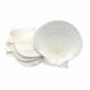 Natural Baking Shells, Set of 4 by Nantucket Seafood